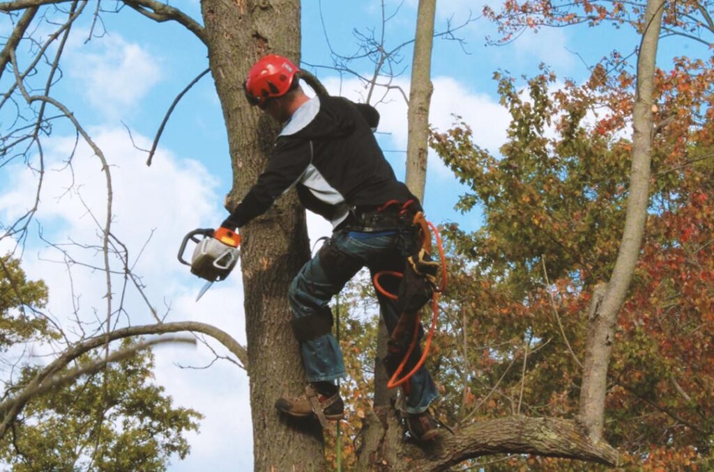 Tree trimmer at work, part of the Tree Trimming, Removal & Stump Grinding services